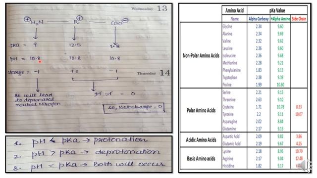 HOW TO CALCULATE NET CHARGE ON AMINO ACID PART-2 (SOLUTION) смотреть онлайн