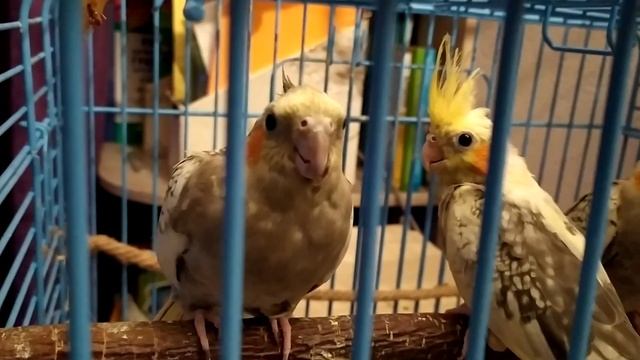 Семейство попугаев Корелл смотреть онлайн