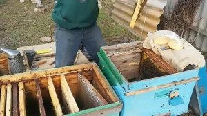 Пересадка пчел в другой улей . Первый опыт.