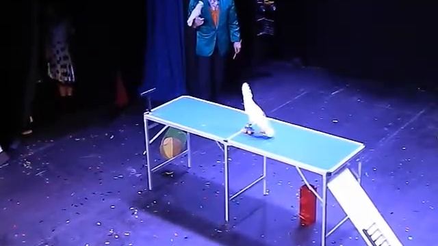 www zooteatr ru 8 (916) 601 58 77 Дрессированный попугай смотреть онлайн