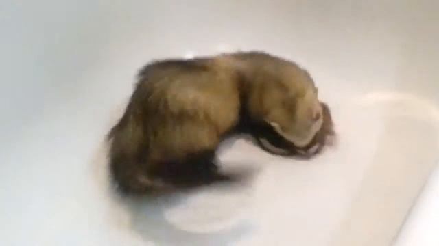 Хорьки смотреть онлайн