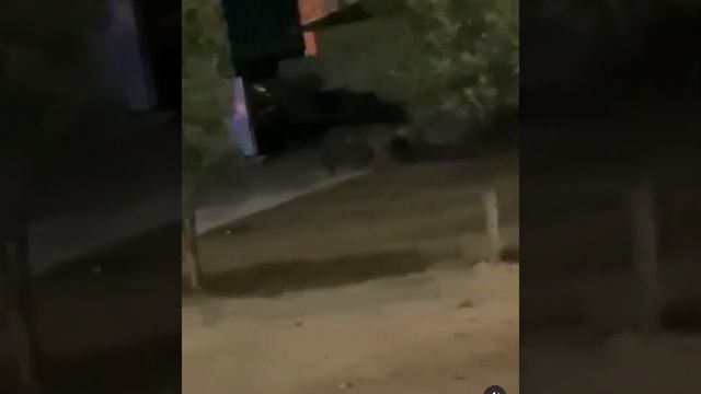 Дикие кабаны гуляли по Левому берегу смотреть онлайн