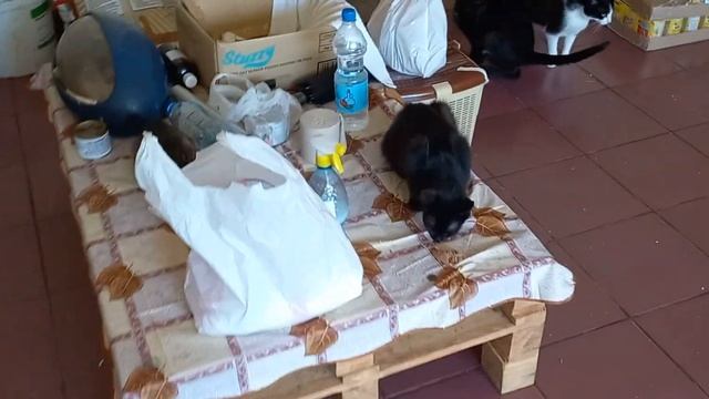 В 11.00 в приюте 10.05.2024 смотреть онлайн