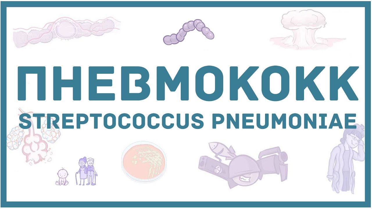 Пневмококк - микробиология, токсины, заболевания, антибиотики, диагностика смотреть онлайн