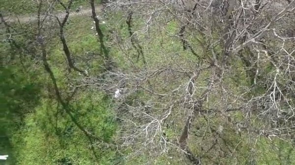 СИНИЧКА ПОЕТ