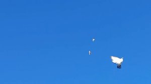 Николаевские голуби Воронежская область