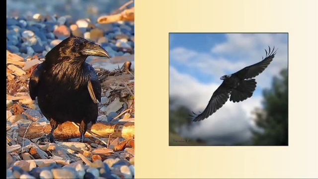 Рассказ Эгоистичный Бобер смотреть онлайн