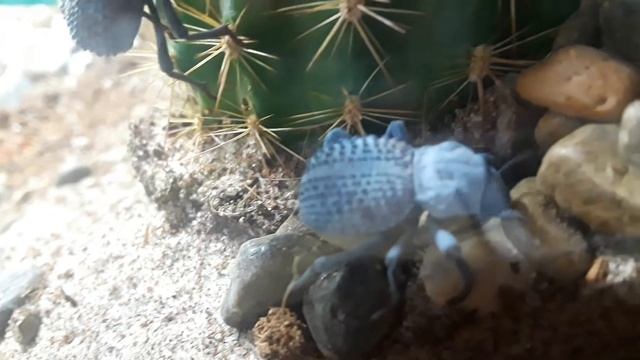 Blue death feigning beetle - Asbolus verrucosus смотреть онлайн