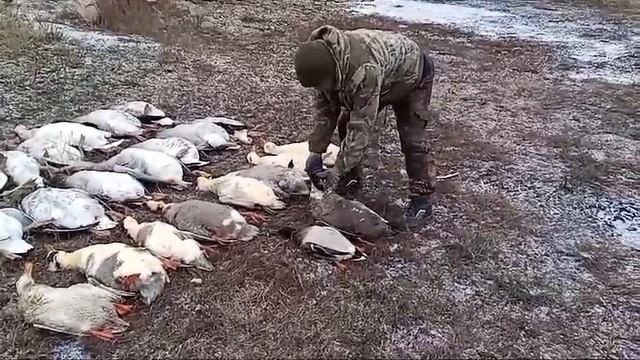 Домашние гуси и утки смотреть онлайн