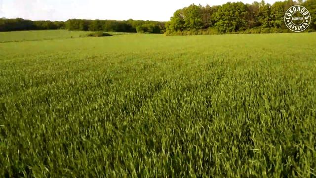Солоницевка, Харьковская область (2019.05.06) VID_174356 смотреть онлайн
