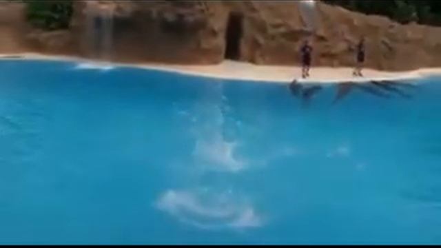 Real Dolphin Magic Show смотреть онлайн