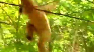 обезьяна и тигры