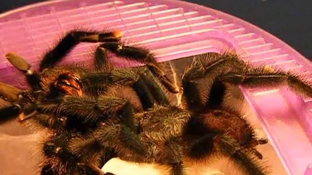 Avicularia azuraklaasi смотреть онлайн