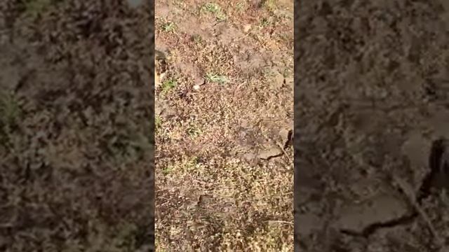 Кошка поймала суслика смотреть онлайн