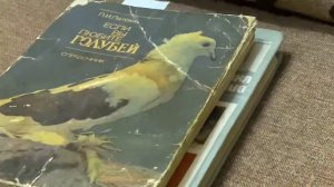 Мелитопольские голуби. С Новым Годом!