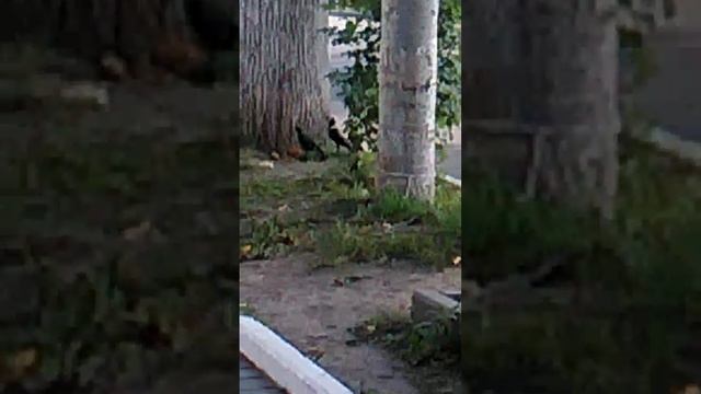 Как вороны птенца кормят. смотреть онлайн