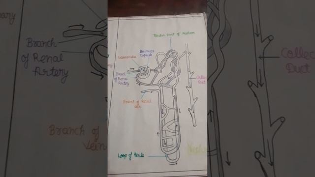 Figure Of  A Single Nephron Of Human Kidney #drawing