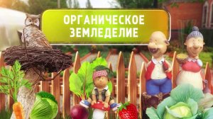 Садим картофель с горохом и бобами. Без вспашки 2020