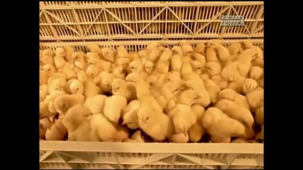 Как это сделано Цыплята