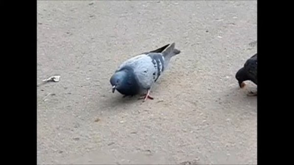 Шагарон - Макарон