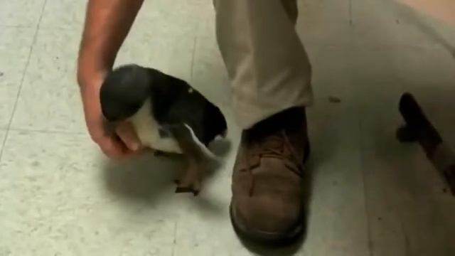 CHto budet, esli poschekotat' pingvina 480 смотреть онлайн