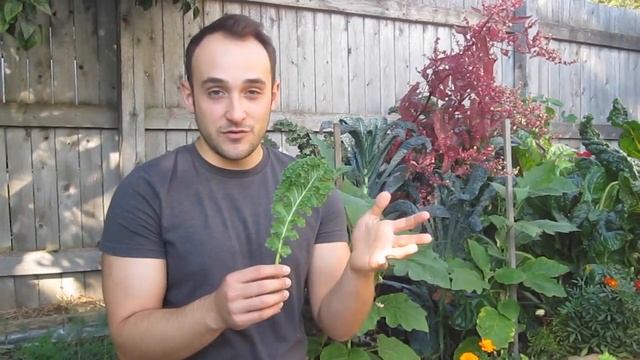 3 Types Of Kale