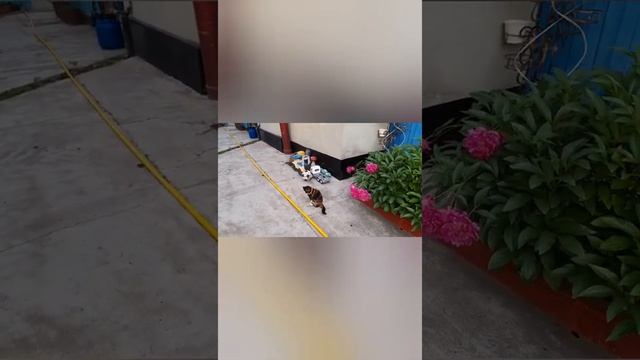 Рассвет. Трели птицы форс- можор у деловой бабушки 👌🥰.... смотреть онлайн