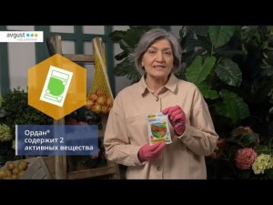 Ордан от фитофтороза и других болезней овощей. Инструкция и особенности применения