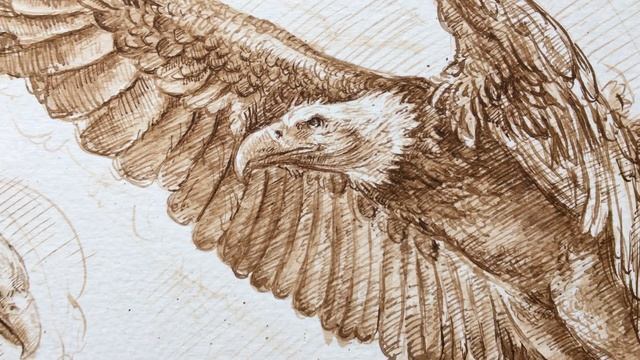 🖋Bird  Bielik 🦅Ink Drawing  #inkdrawing