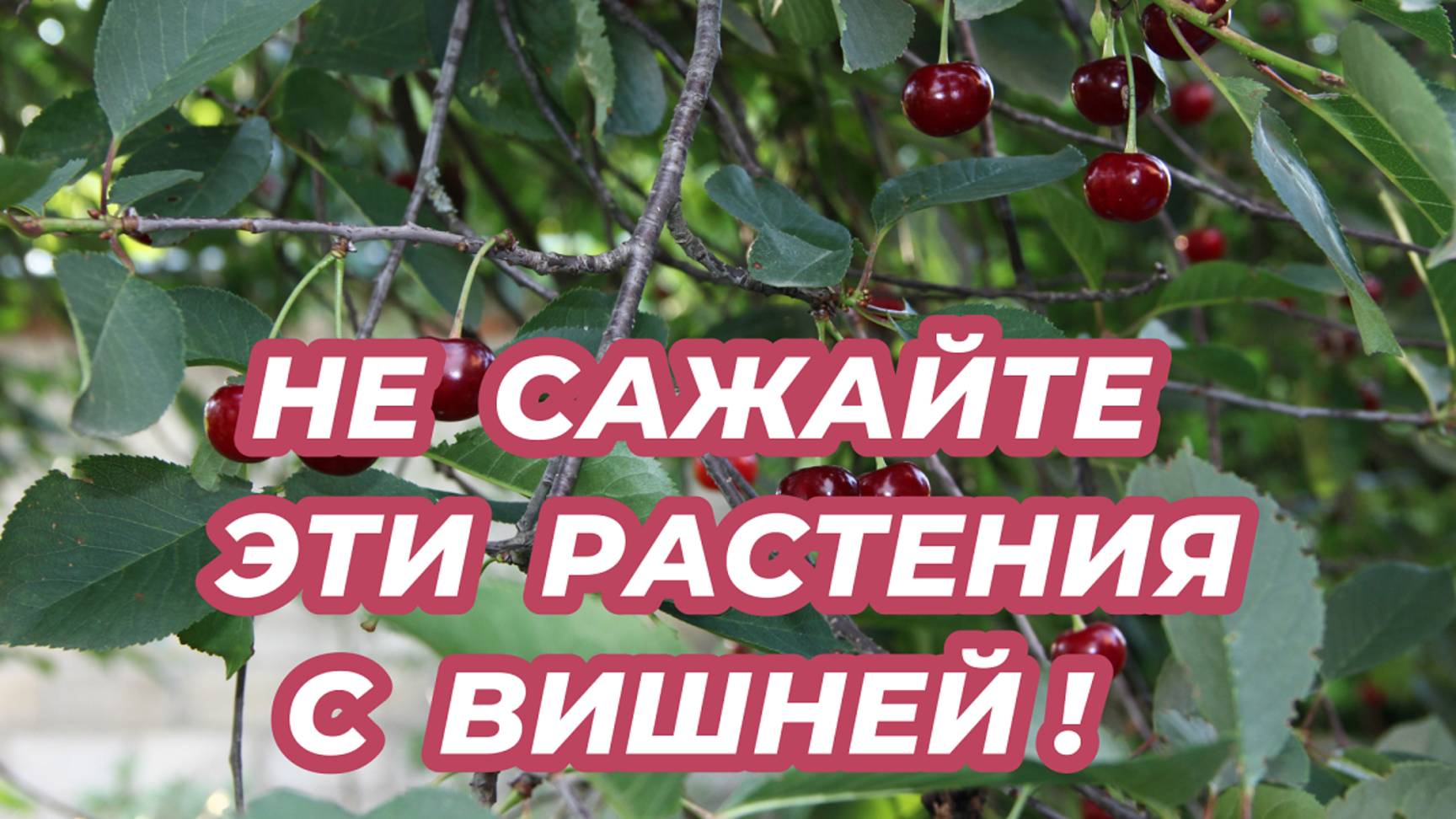 Что не стоит сажать рядом с вишней, чтобы не лишиться урожая? Плохие соседи вишни! смотреть онлайн