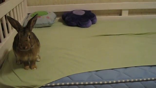 My rabbit having fun смотреть онлайн