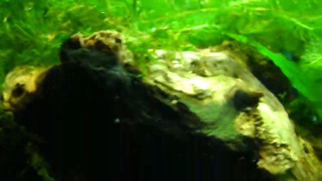 Coolest Freshwater Tank Ever 29 Gallon смотреть онлайн