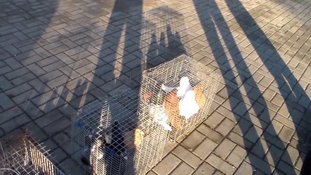 Ярмарка голубей в Донецке (14.11.21)
Голуби Донецка.
