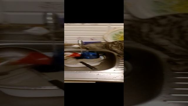 Наблюдаю за кошкой .#кошкапьёт#