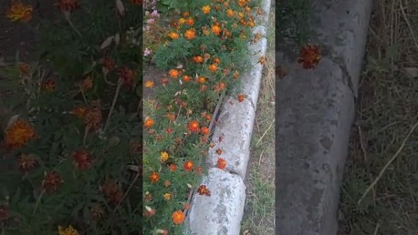 Колибри в Саратове colibri