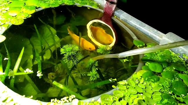 Trichopodus trichopterus 'Gold' , Golden gourami flaring exercise. смотреть онлайн