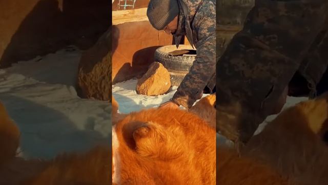 Ауыл 2022 Соғым смотреть онлайн