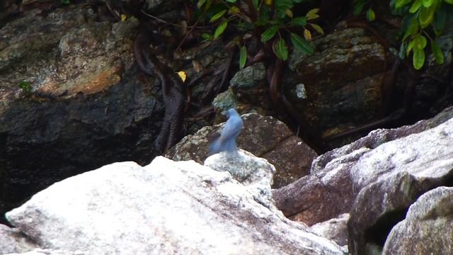 Синий каменный дрозд Monticola solitarius смотреть онлайн