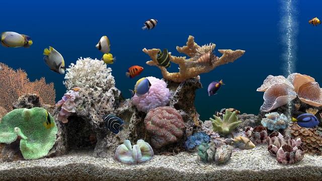 Морской аквариум смотреть онлайн