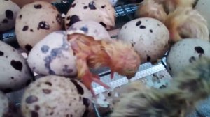 Рождение маленьких перепелят. Первый опыт. Инкубатор Поседа М-27