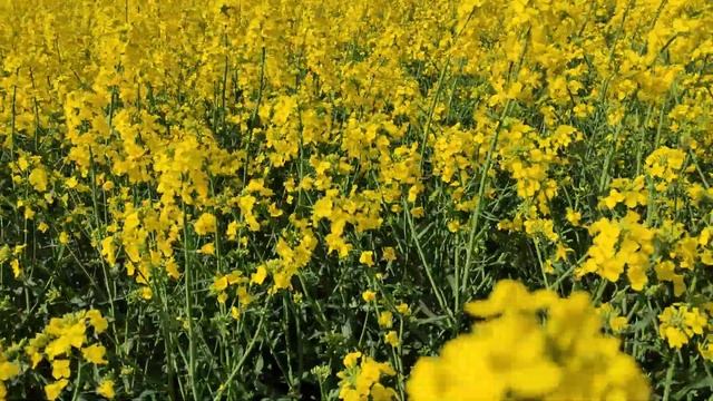 рапс медонос.