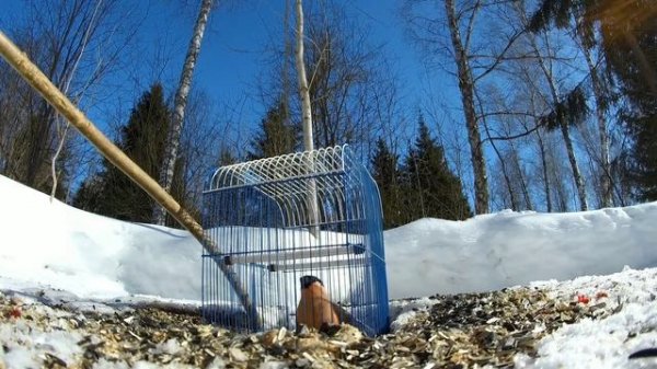 Охота совы неясыти (птицеловам на заметку) .