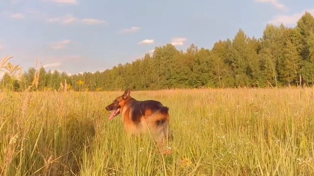 Ооооочень жарко, но что поделать, если твоя собака хочет гулять смотреть онлайн