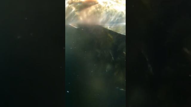 Spearfishing Norway, April 2022 смотреть онлайн