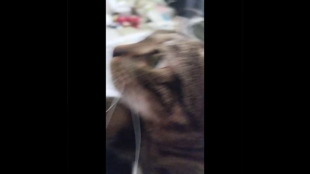 ♡▪︎•℣ᶫ𝑜𝒈•▪︎♡