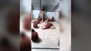 Курские голуби