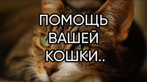 ПОМОЩЬ ВАШЕЙ КОШКИ...ДЛЯ ВСЕХ...