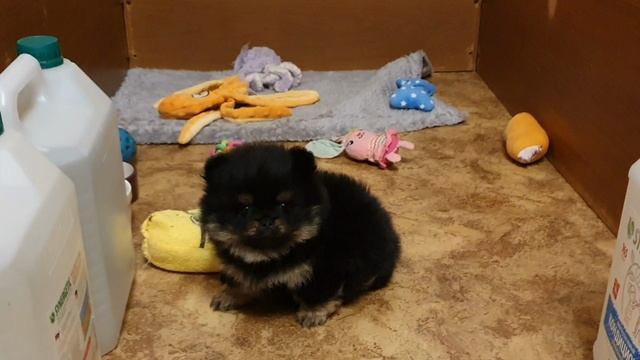 Pomeranian Spitz.mp4