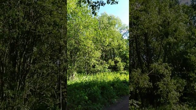 Парк Александрия Райские Птицы 🐦🐦 смотреть онлайн