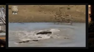 жесточайшие битвы животных